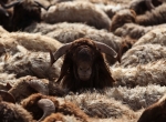 AP Photo:Mohammad Abu Ghosh.jpg