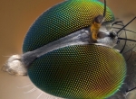 Courtesy of Nikon Small World.jpg