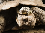 Attila Balazs:MTI via Associated Press.jpg