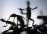 AP Photo:Pat Roque.jpg