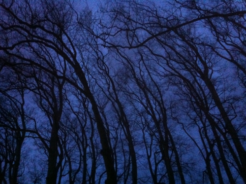 arbres-dans-la-nuit_12047151944_o.jpg
